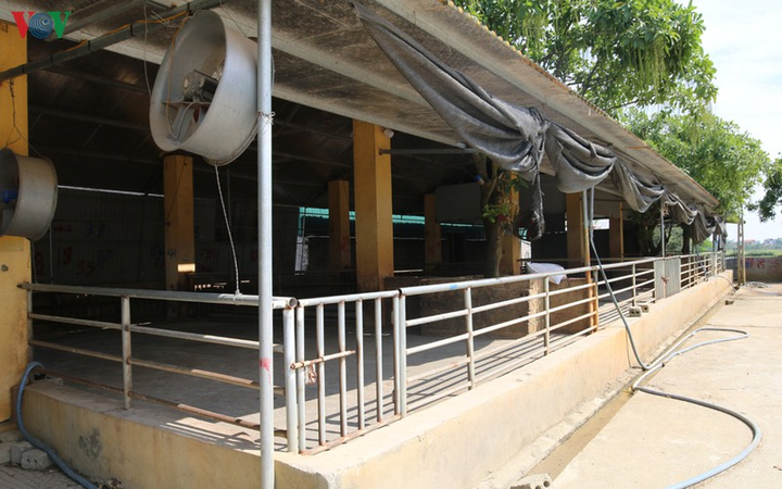 Cận cảnh chợ lợn lớn nhất miền Bắc đìu hiu, ế ẩm khi giá tăng 'sốc' - 3