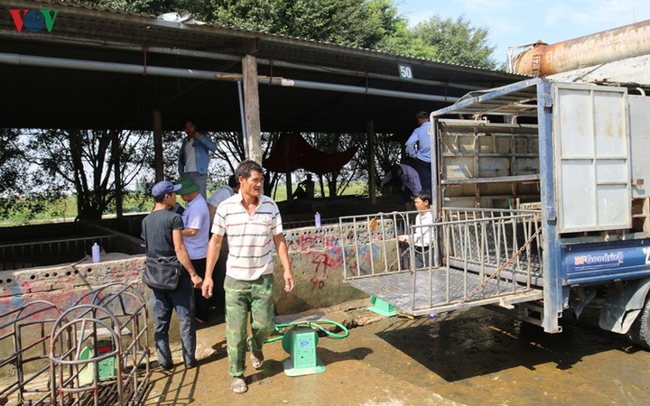 Cận cảnh chợ lợn lớn nhất miền Bắc đìu hiu, ế ẩm khi giá tăng 'sốc' - 7