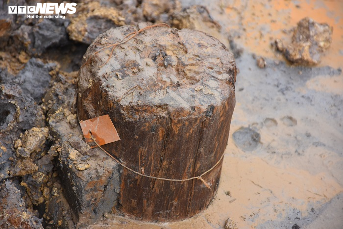 Cận cảnh bãi cọc vừa phát lộ nghi liên quan đến trận chiến Bạch Đằng năm 1288 - 5