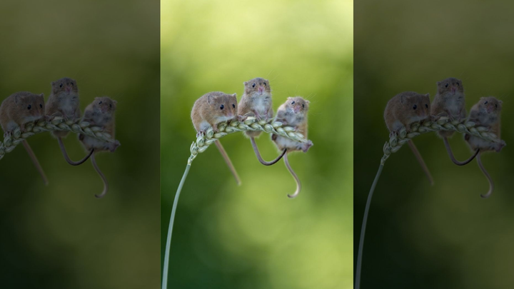 Ảnh đàn chuột đồng ngồi vắt vẻo trên cành lúa mì cực dễ thương - 1