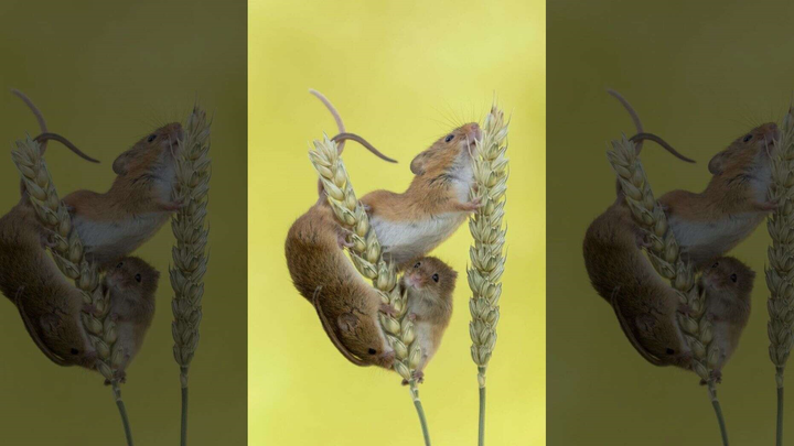 Ảnh đàn chuột đồng ngồi vắt vẻo trên cành lúa mì cực dễ thương - 2