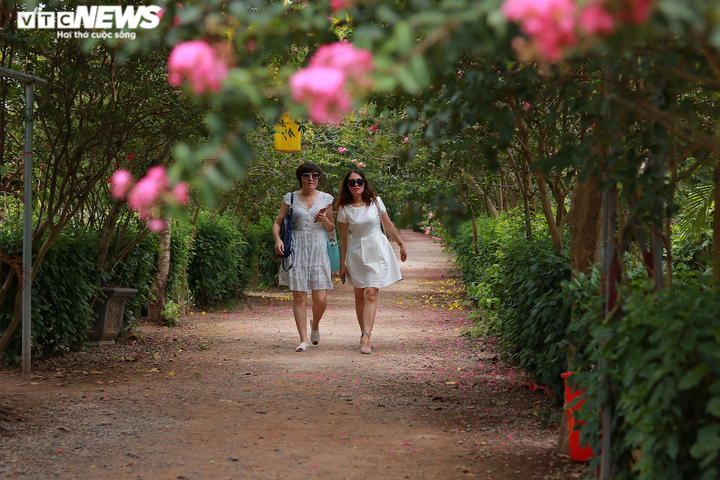 Ảnh: Con đường rực rỡ hoa tường vi như vườn cổ tích ở Hà Nội - 12