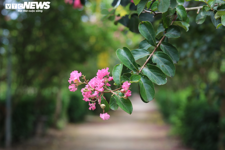 Ảnh: Con đường rực rỡ hoa tường vi như vườn cổ tích ở Hà Nội - 13