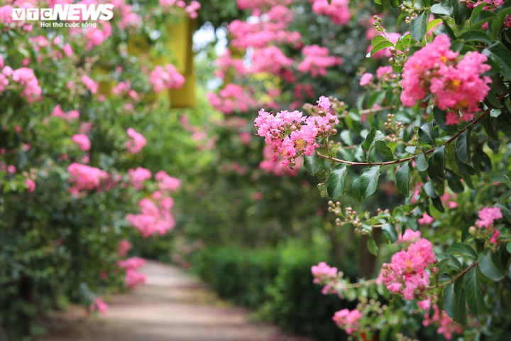 Ảnh: Con đường rực rỡ hoa tường vi như vườn cổ tích ở Hà Nội - 3