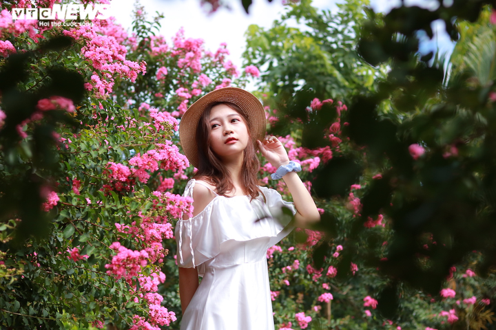 Ảnh: Con đường rực rỡ hoa tường vi như vườn cổ tích ở Hà Nội - 7