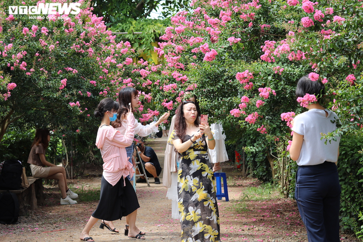 Ảnh: Con đường rực rỡ hoa tường vi như vườn cổ tích ở Hà Nội - 8