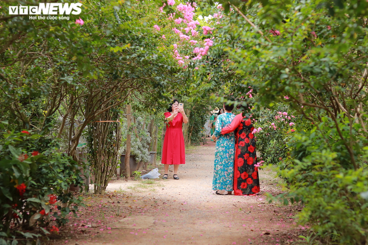 Ảnh: Con đường rực rỡ hoa tường vi như vườn cổ tích ở Hà Nội - 9