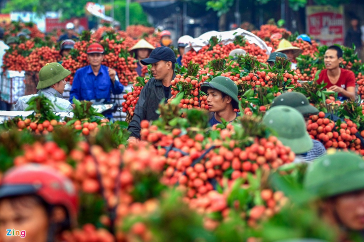 Hôm nay, vải thiều Bắc Giang lên máy bay sang Nhật - 1
