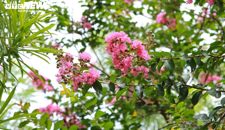 Ảnh: Con đường rực rỡ hoa tường vi như vườn cổ tích ở Hà Nội - 18