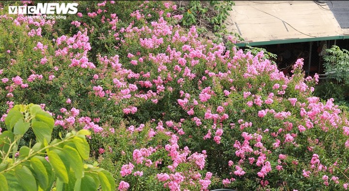 Ảnh: Con đường rực rỡ hoa tường vi như vườn cổ tích ở Hà Nội - 1