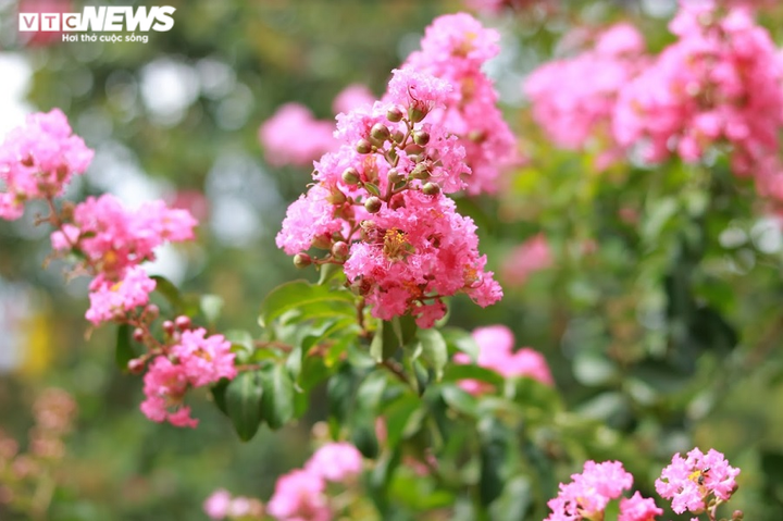 Ảnh: Con đường rực rỡ hoa tường vi như vườn cổ tích ở Hà Nội - 14