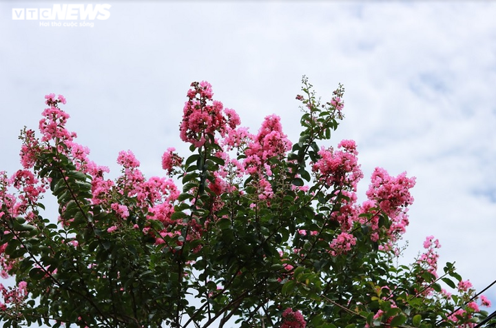 Ảnh: Con đường rực rỡ hoa tường vi như vườn cổ tích ở Hà Nội - 15