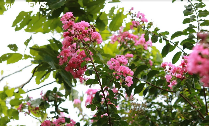 Ảnh: Con đường rực rỡ hoa tường vi như vườn cổ tích ở Hà Nội - 16