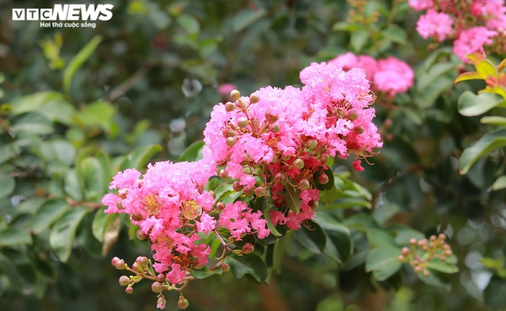 Ảnh: Con đường rực rỡ hoa tường vi như vườn cổ tích ở Hà Nội - 17