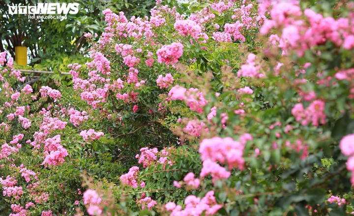 Ảnh: Con đường rực rỡ hoa tường vi như vườn cổ tích ở Hà Nội - 5