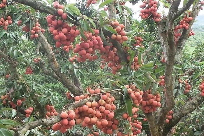 1 tấn vải thiều tươi Việt Nam đầu tiên cập bến Nhật Bản - 1