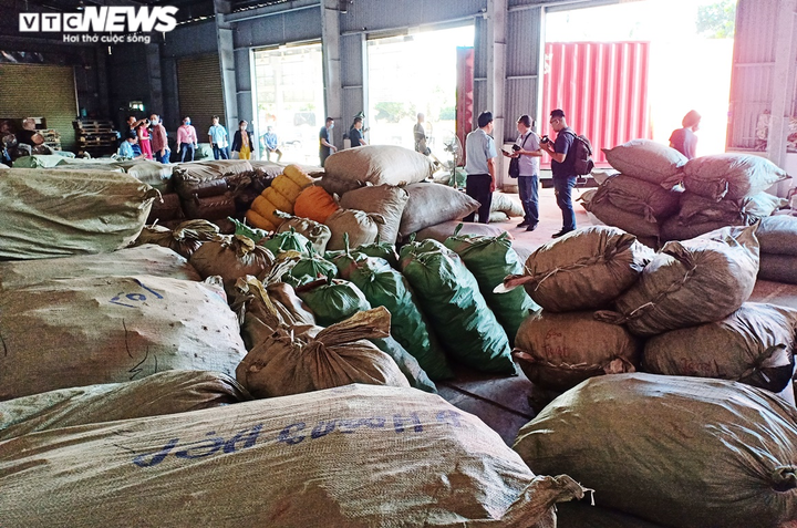 Hơn 100 tấn thảo dược đội lốt củ cải, cà rốt nhập lậu từ Trung Quốc về Đà Nẵng - 1