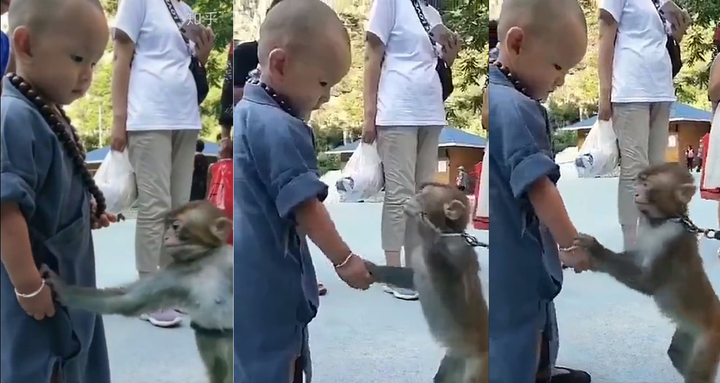 Khỉ an ủi tiểu hòa thượng đeo lắc bạc vì tưởng đó là xiềng sắt giống mình đeo - 1