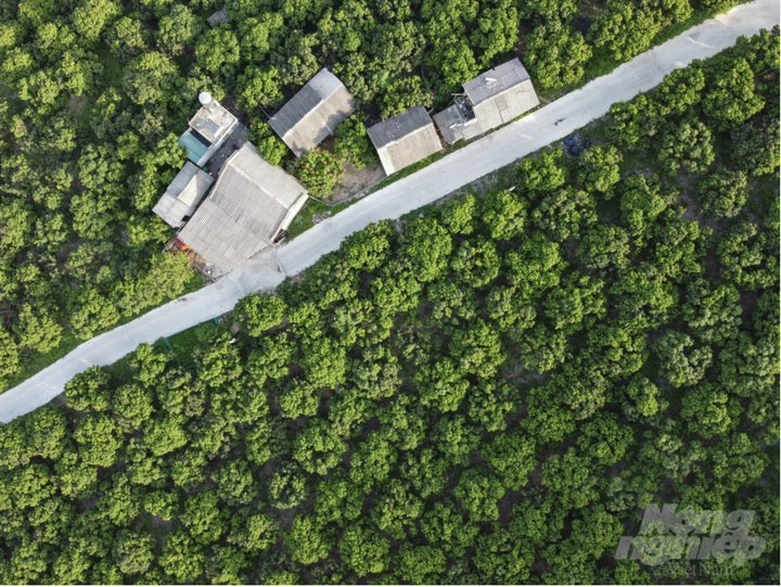 Vườn vải xuất khẩu sang Nhật Bản được chăm sóc đặc biệt thế nào? - 1