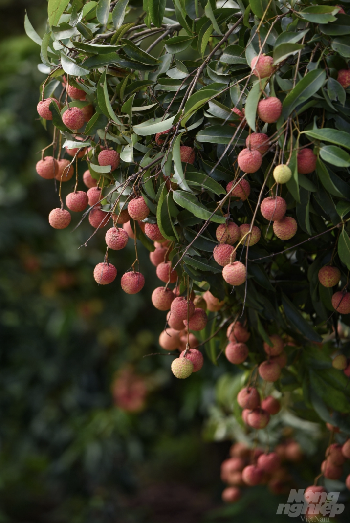 Vườn vải xuất khẩu sang Nhật Bản được chăm sóc đặc biệt thế nào? - 10