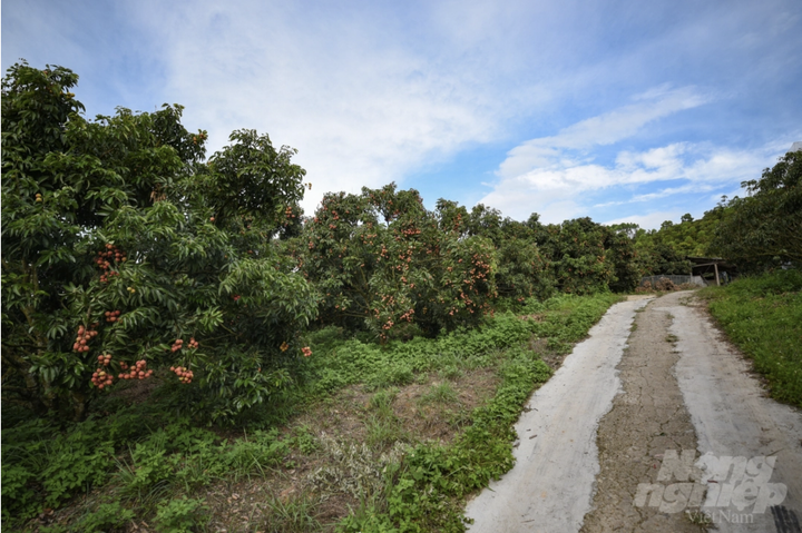 Vườn vải xuất khẩu sang Nhật Bản được chăm sóc đặc biệt thế nào? - 2