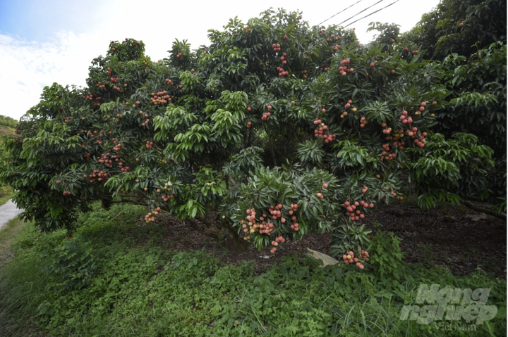 Vườn vải xuất khẩu sang Nhật Bản được chăm sóc đặc biệt thế nào? - 3