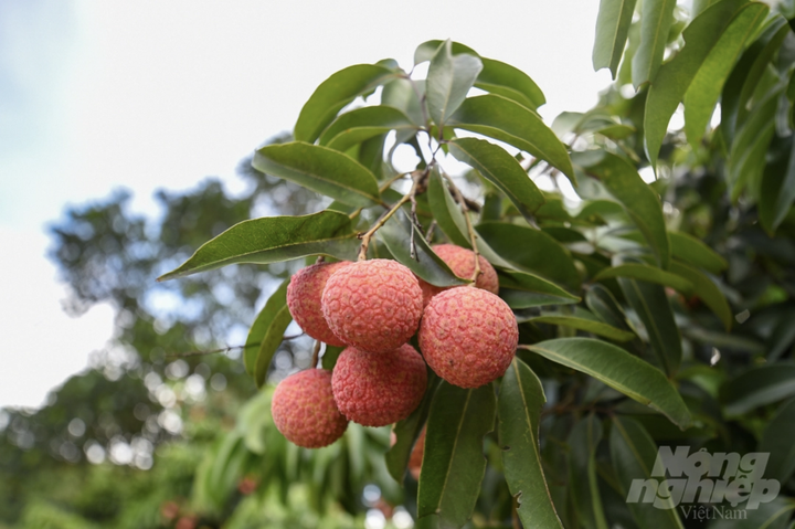 Vườn vải xuất khẩu sang Nhật Bản được chăm sóc đặc biệt thế nào? - 4