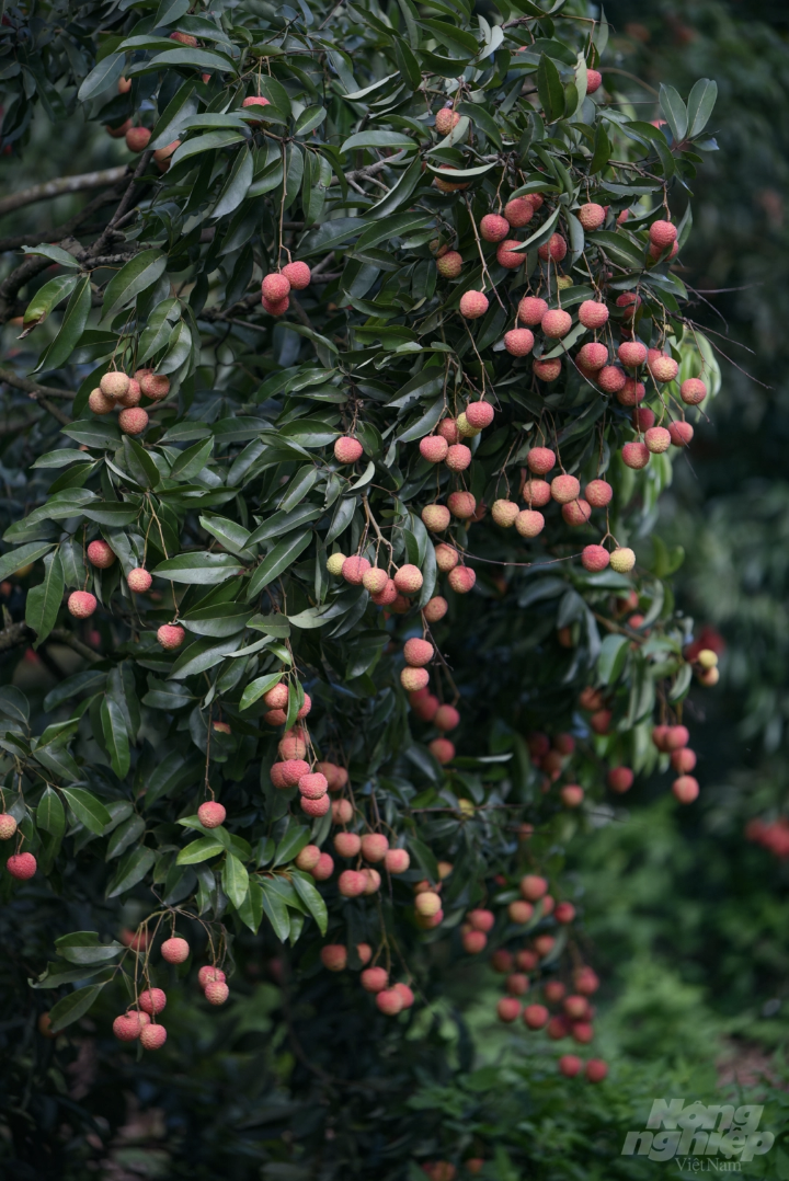 Vườn vải xuất khẩu sang Nhật Bản được chăm sóc đặc biệt thế nào? - 5