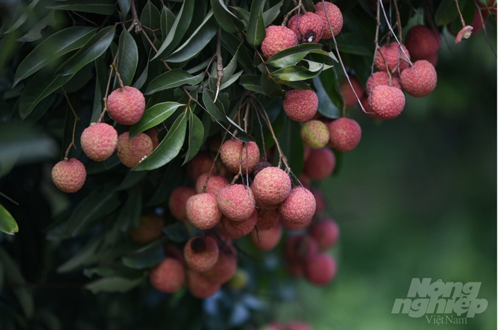 Vườn vải xuất khẩu sang Nhật Bản được chăm sóc đặc biệt thế nào? - 6