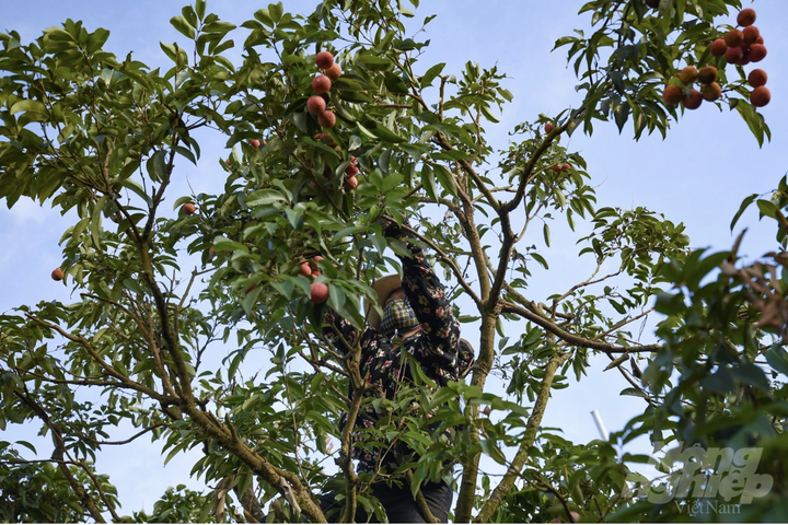Vườn vải xuất khẩu sang Nhật Bản được chăm sóc đặc biệt thế nào? - 7