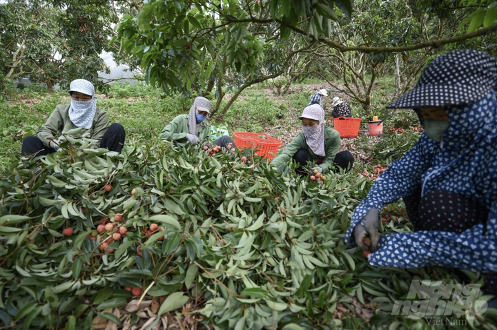 Vườn vải xuất khẩu sang Nhật Bản được chăm sóc đặc biệt thế nào? - 8