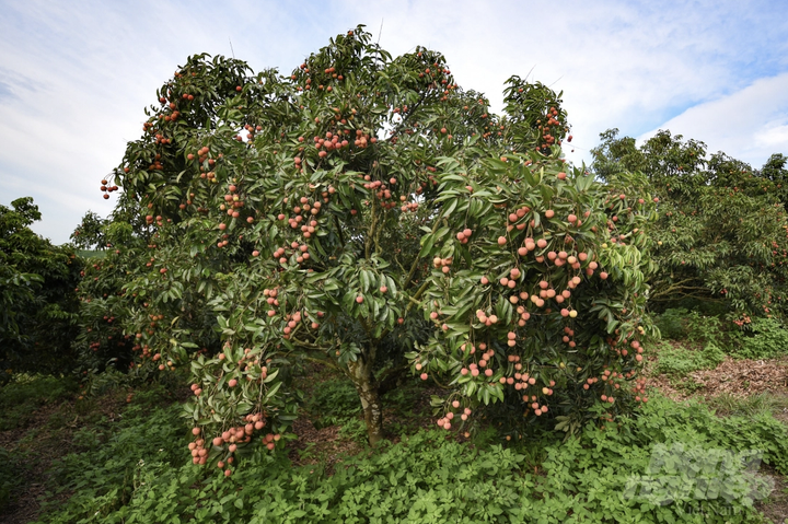 Vườn vải xuất khẩu sang Nhật Bản được chăm sóc đặc biệt thế nào? - 9