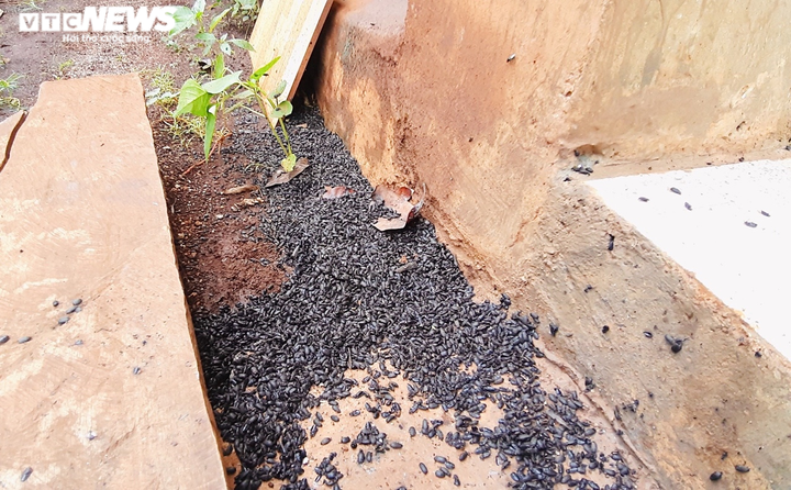 Ảnh: Bọ đen tấn công, người dân ở Gia Lai sống trong lo sợ - 2