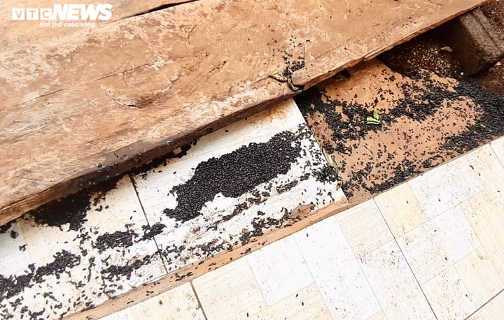 Ảnh: Bọ đen tấn công, người dân ở Gia Lai sống trong lo sợ - 9