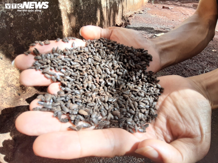 Ảnh: Bọ đen tấn công, người dân ở Gia Lai sống trong lo sợ - 6