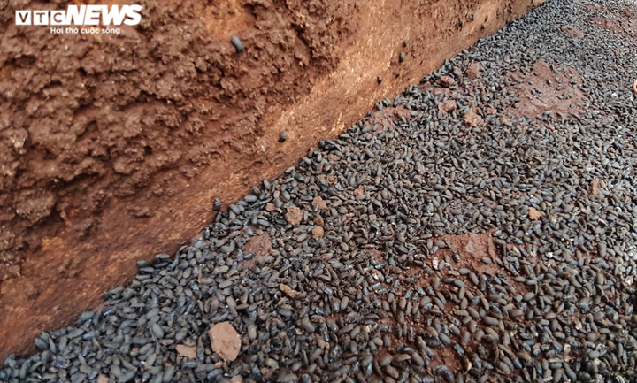 Ảnh: Bọ đen tấn công, người dân ở Gia Lai sống trong lo sợ - 4