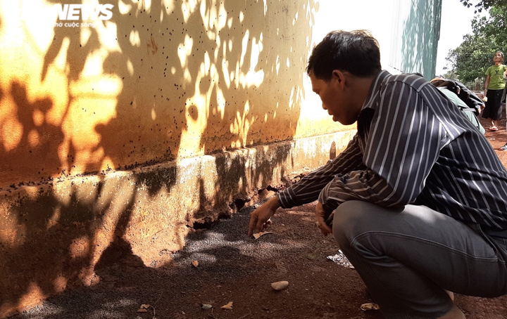 Ảnh: Bọ đen tấn công, người dân ở Gia Lai sống trong lo sợ - 5