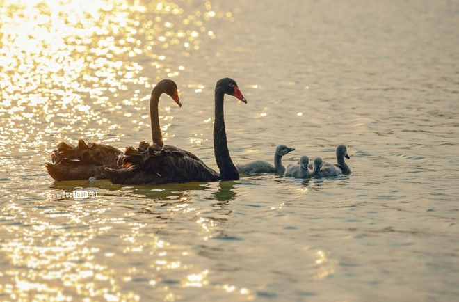 Khu đô thị có thiết kế cảnh quan đẹp nhất thế giới ở phía Đông Hà Nội - 9