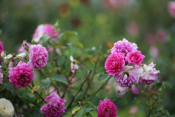 Cả nước kích cầu du lịch, nhưng đây mới là nơi vừa đẹp vừa hời nhất - 4