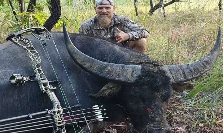 Trâu rừng hấp hối gom hơi tàn húc thợ săn để trả thù - 1
