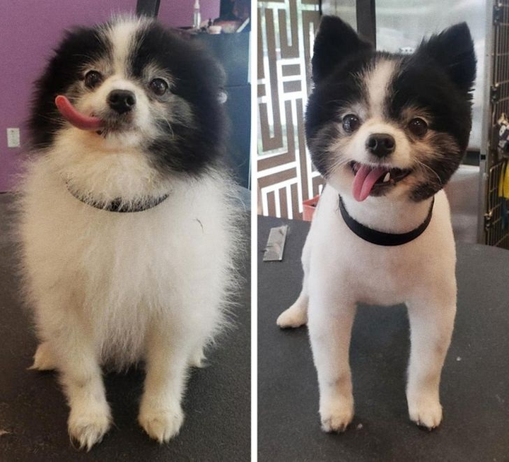 Ảnh chó cưng làm đẹp: Fan nhạc rock biến thành quý tộc sang chảnh - 3