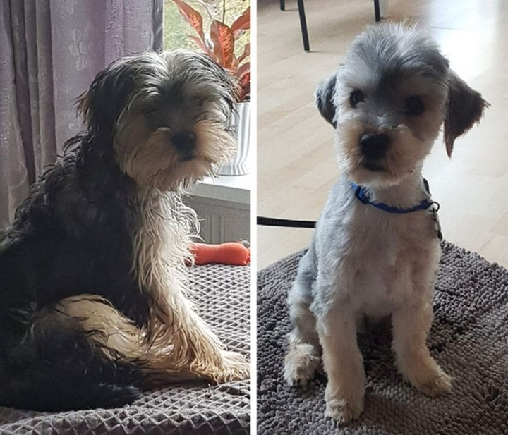 Ảnh chó cưng làm đẹp: Fan nhạc rock biến thành quý tộc sang chảnh - 5