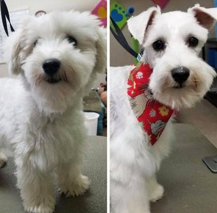 Ảnh chó cưng làm đẹp: Fan nhạc rock biến thành quý tộc sang chảnh - 7