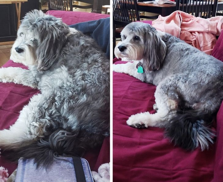 Ảnh chó cưng làm đẹp: Fan nhạc rock biến thành quý tộc sang chảnh - 8