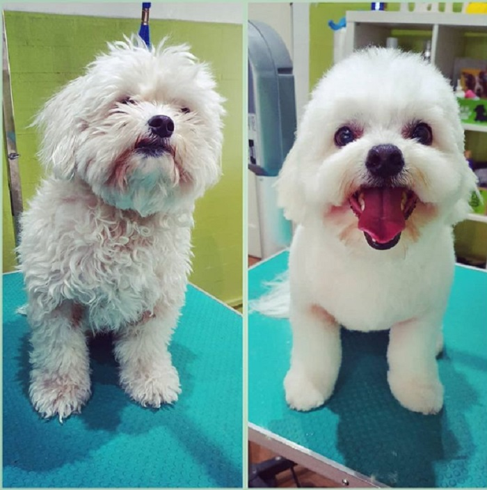 Ảnh chó cưng làm đẹp: Fan nhạc rock biến thành quý tộc sang chảnh - 9