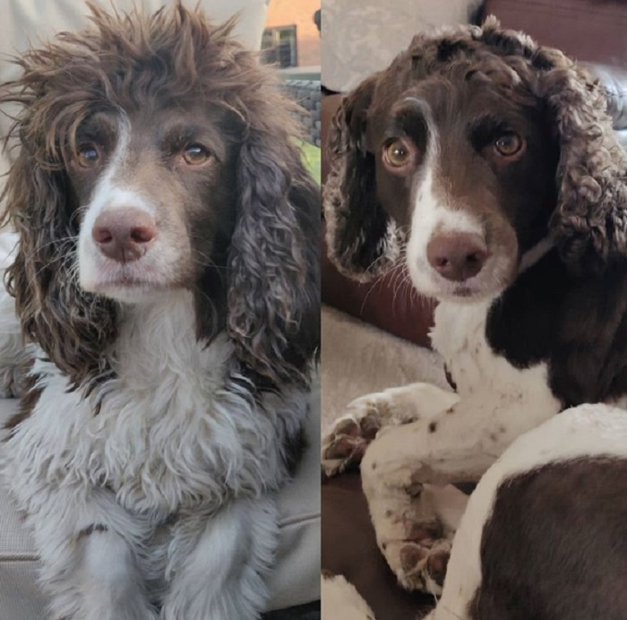 Ảnh chó cưng làm đẹp: Fan nhạc rock biến thành quý tộc sang chảnh - 10