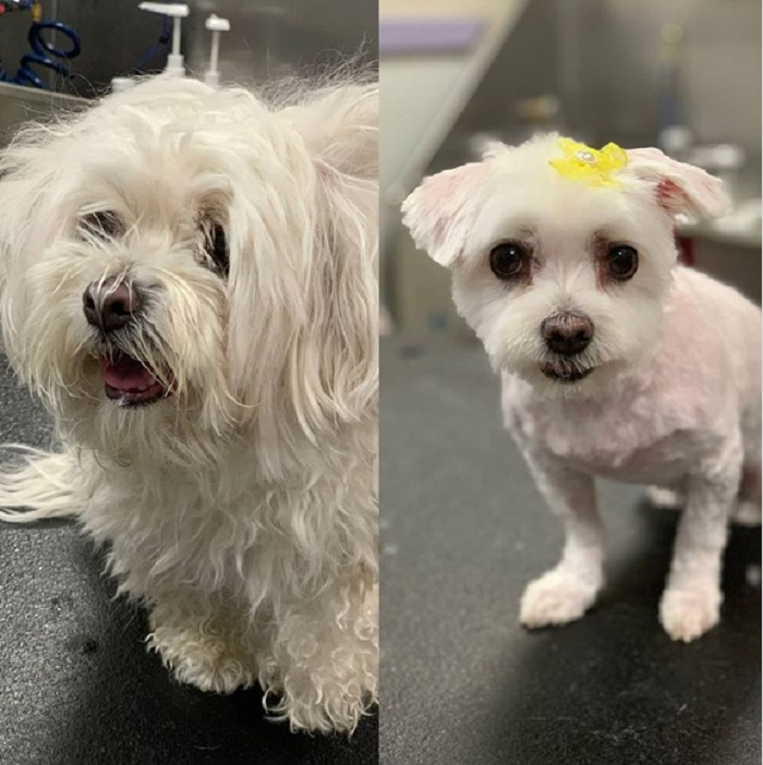 Ảnh chó cưng làm đẹp: Fan nhạc rock biến thành quý tộc sang chảnh - 11