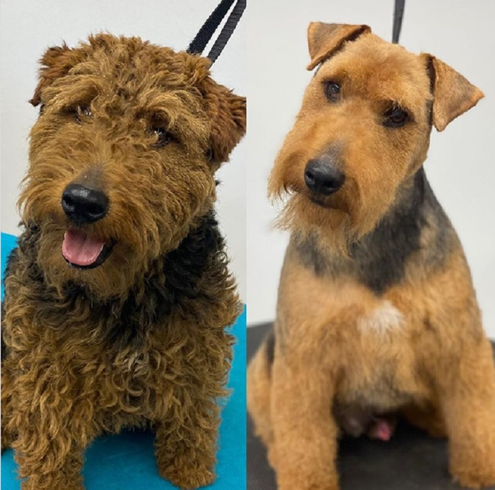 Ảnh chó cưng làm đẹp: Fan nhạc rock biến thành quý tộc sang chảnh - 12