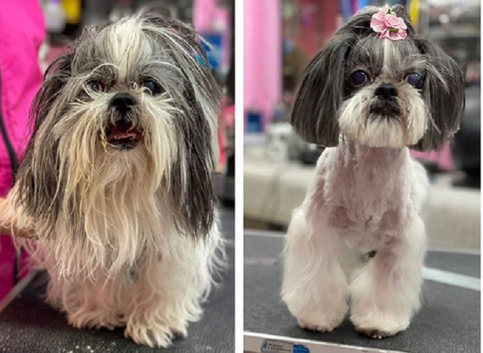 Ảnh chó cưng làm đẹp: Fan nhạc rock biến thành quý tộc sang chảnh - 13