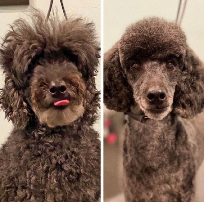 Ảnh chó cưng làm đẹp: Fan nhạc rock biến thành quý tộc sang chảnh - 14